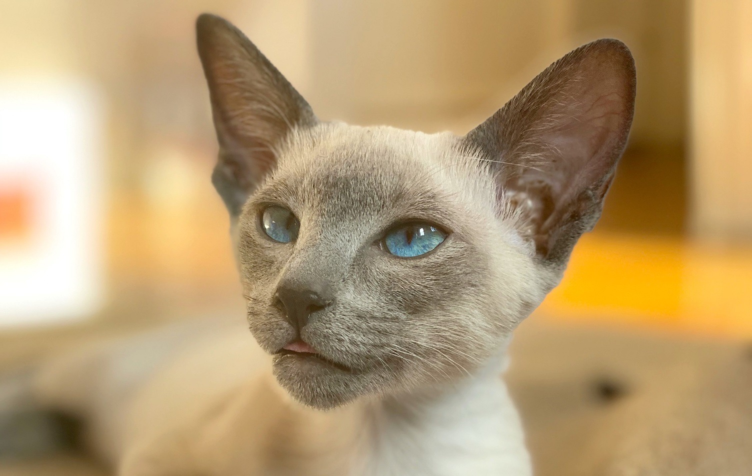 raza de gato, ¿Qué raza de gato eres según tu personalidad?, Gato animal