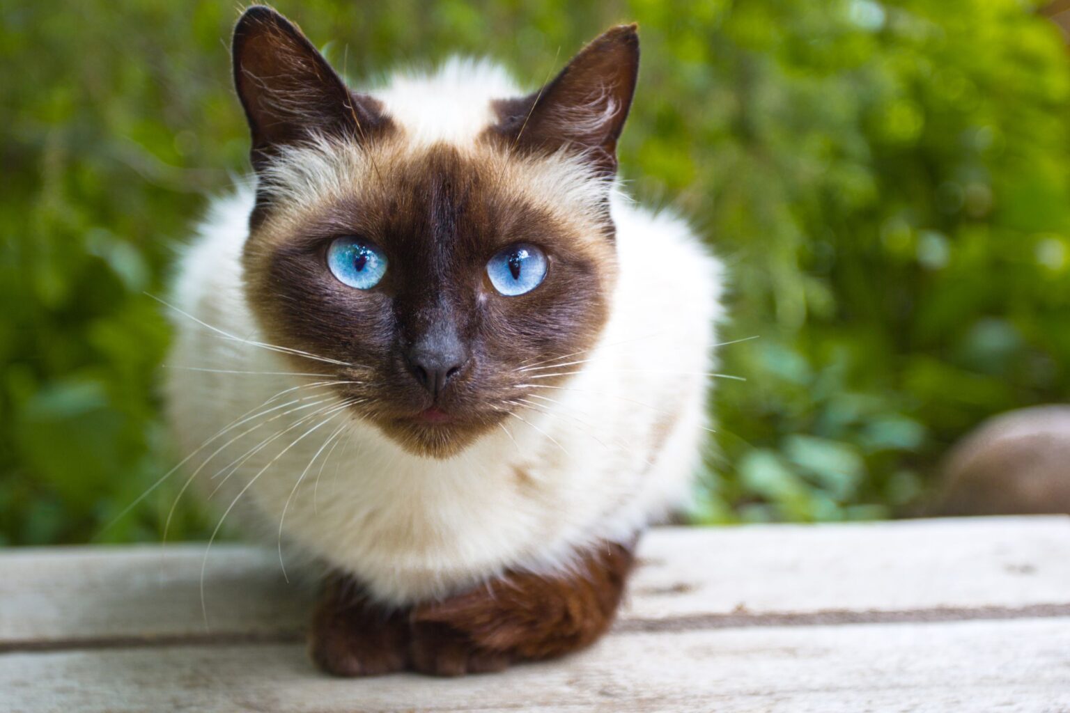 Gato Siamés Chocolat Point El Gato Siamés Más Dulce