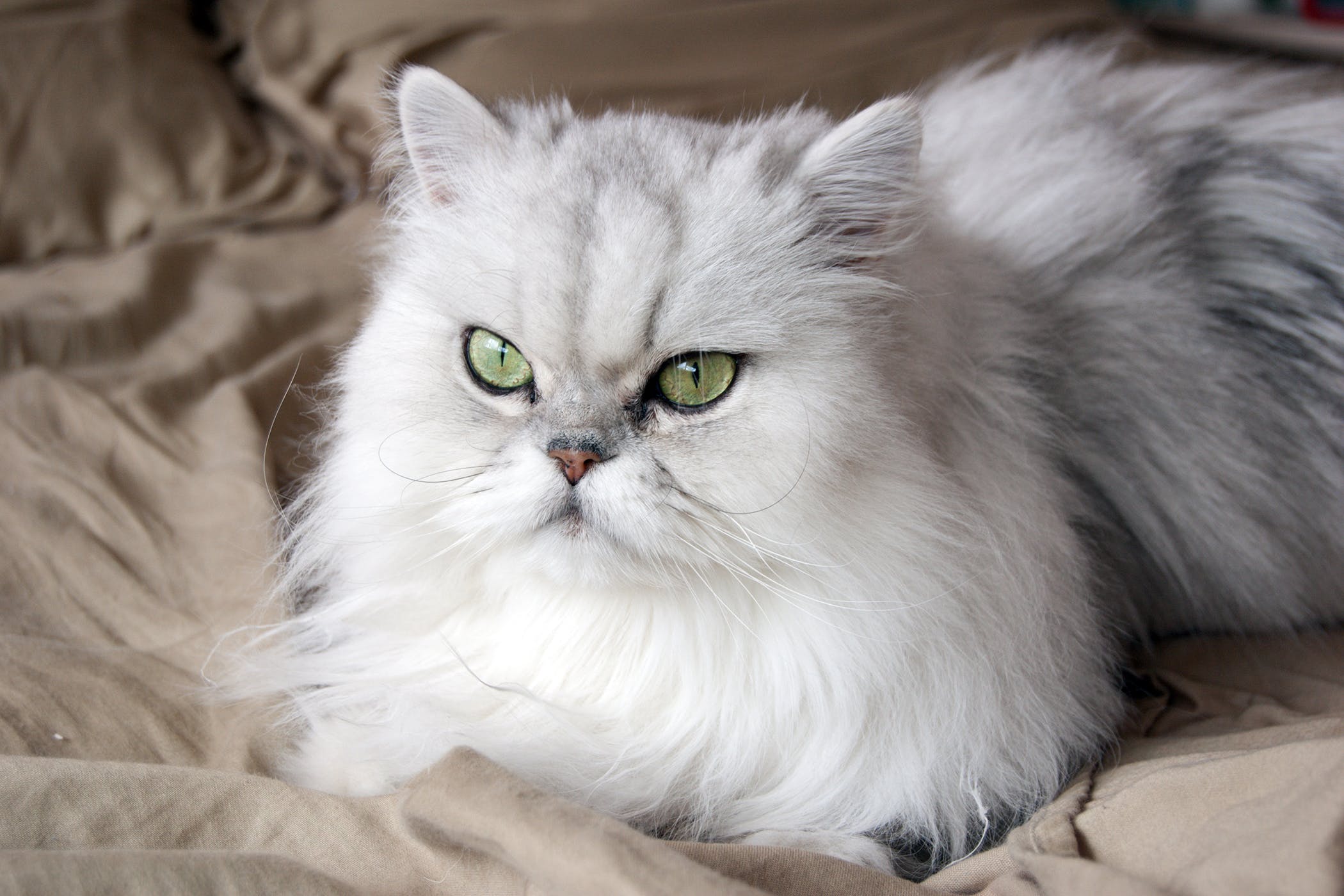 Сколько живут персидские. Белая Персидская шиншилла кошка. Персидская длинношерстная шиншилла. Ангорская шиншилла кошка. Сибирская шиншилла кошка.