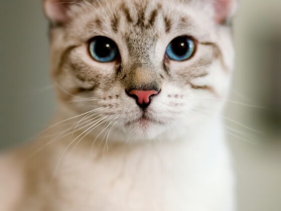 imagen gato siamés